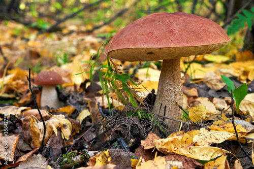 Mushroom in the autumn forest.