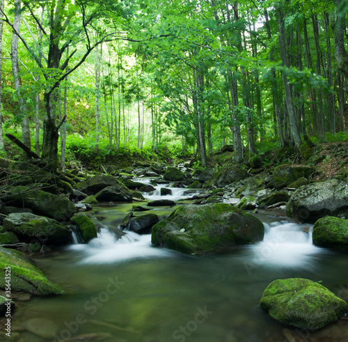 Tropical river