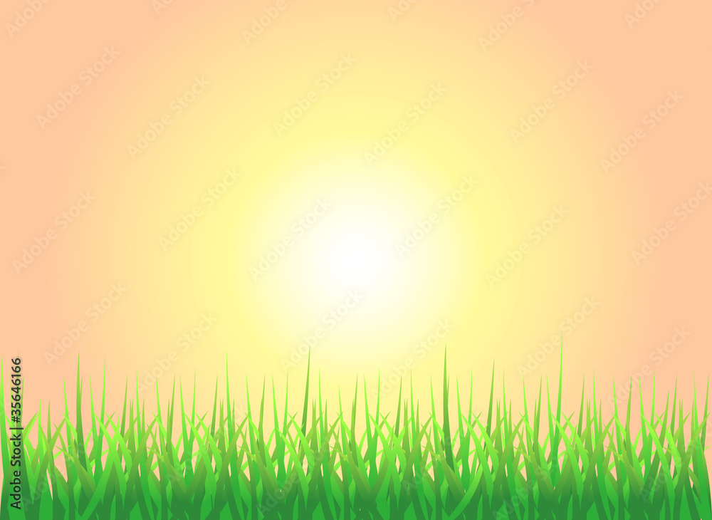 Fototapeta premium Sunset Grass Background