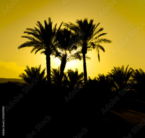 Palms in Sunset