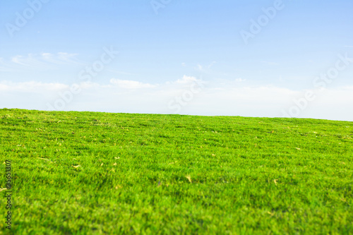 Grass Fields Of Green
