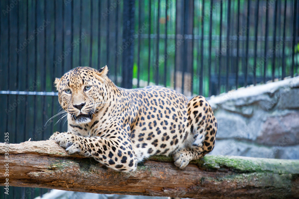 Obraz premium jaguar has a rest