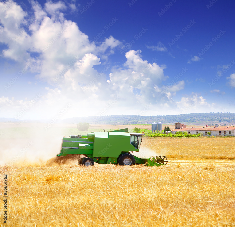 Fototapeta premium Combine harvester harvesting wheat cereal