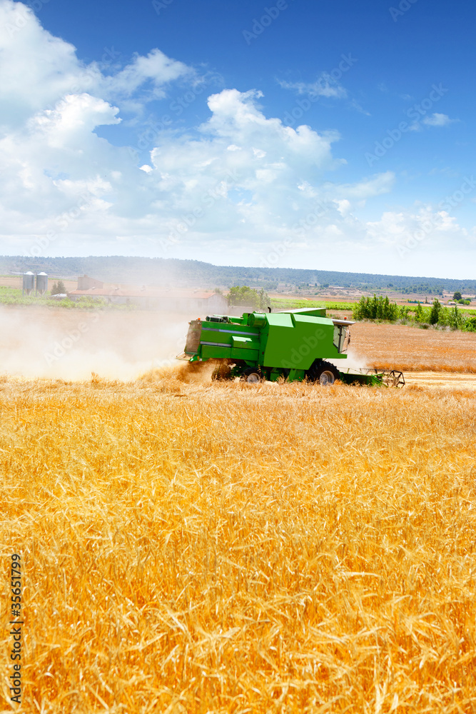 Fototapeta premium Combine harvester harvesting wheat cereal