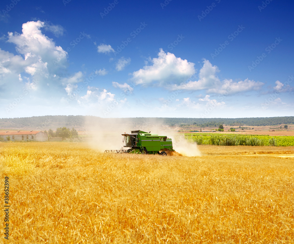 Fototapeta premium Combine harvester harvesting wheat cereal