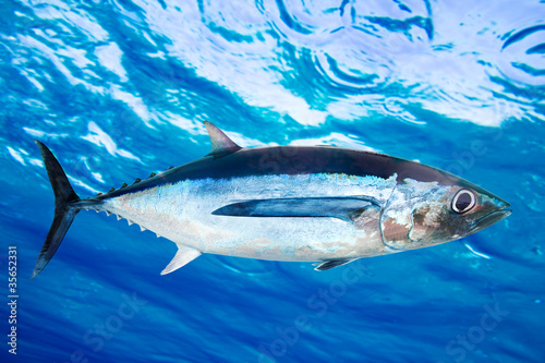 Albacore tuna fish Thunnus Alalunga photo