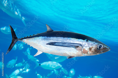 Albacore tuna fish Thunnus Alalunga