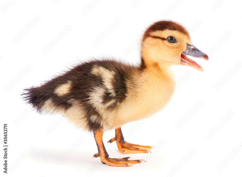 One baby duck One baby duck