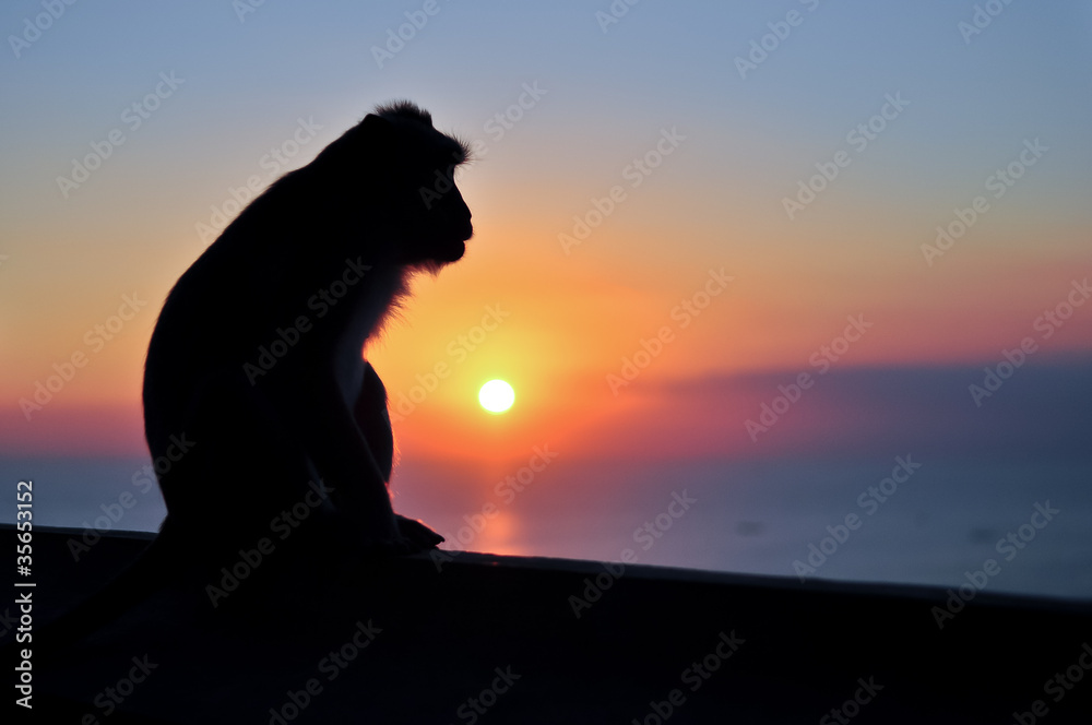 Sitting monkey silhouette at sunset