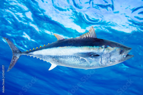 Bluefin tuna Thunnus thynnus saltwater fish