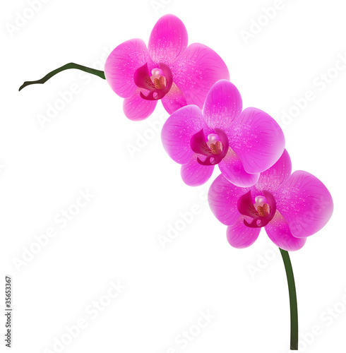 Fototapeta Naklejka Na Ścianę i Meble -  orchid