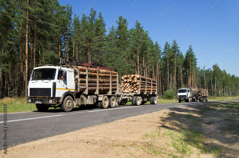 Two cars loaded with wood going down hill