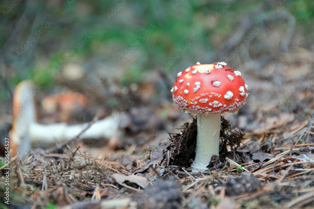 Amanita Muscaria Amanita Muscaria
