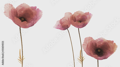 Fototapeta Naklejka Na Ścianę i Meble -  3d poppies