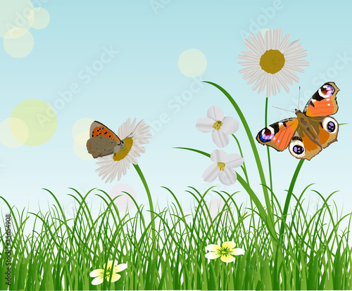 chamomile flowers and two butterflies