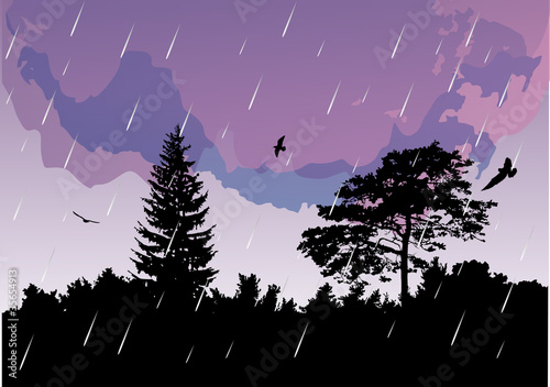 dark forest at rain illustration