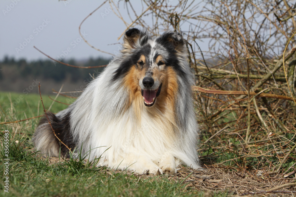 berger d'Ecosse blue merle allongé berger d'Ecosse blue merle allongé