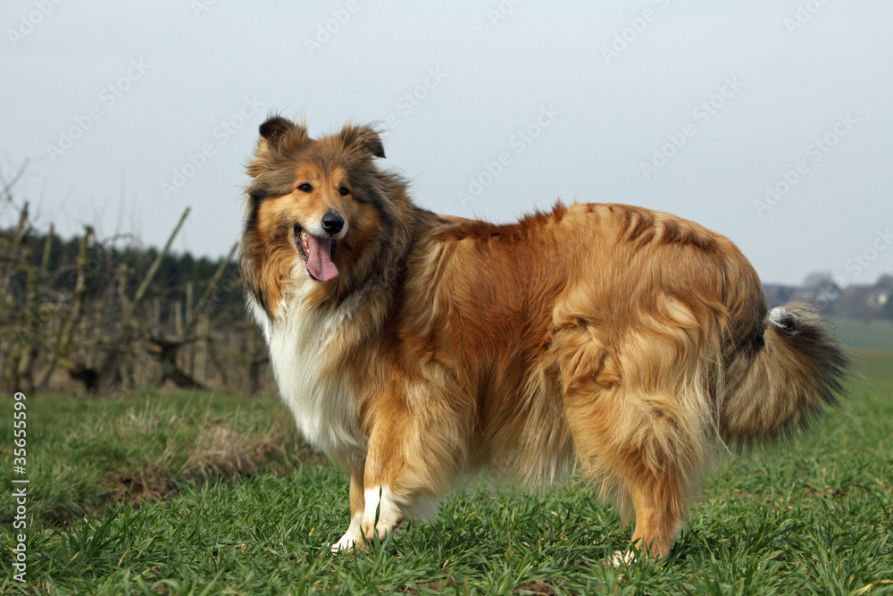 berger d'Ecosse de profil berger d'Ecosse de profil