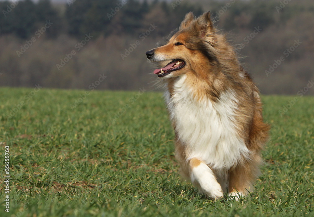 collie running