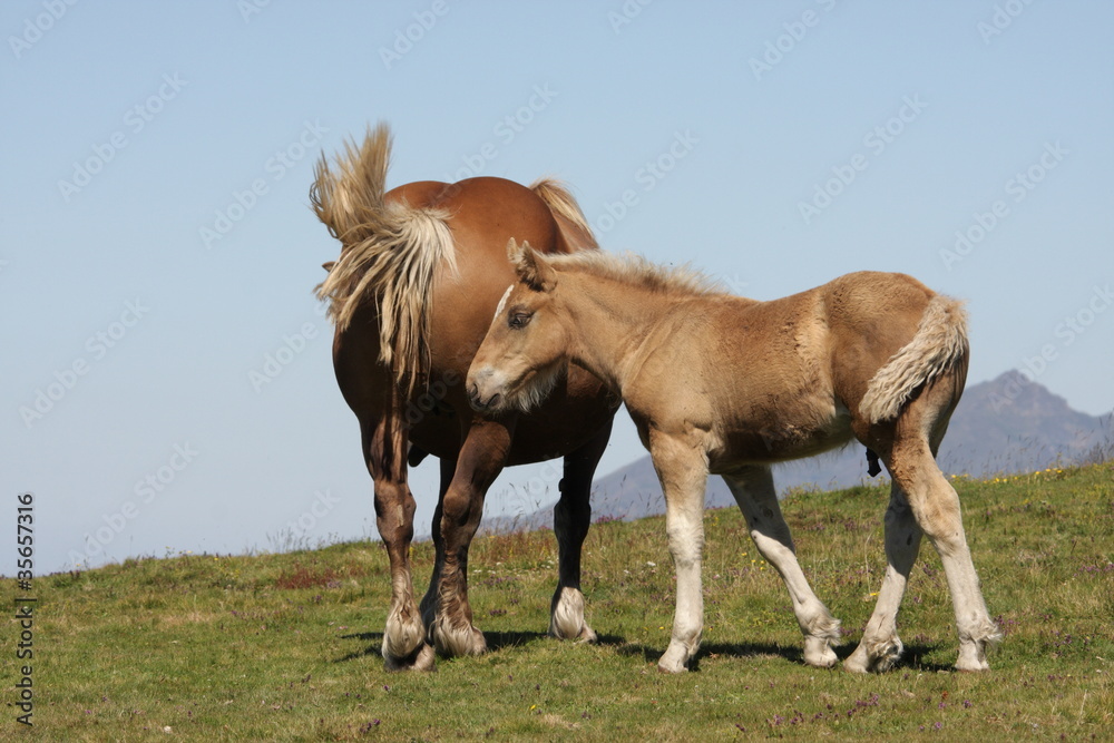 Fototapeta premium Jument et poulain