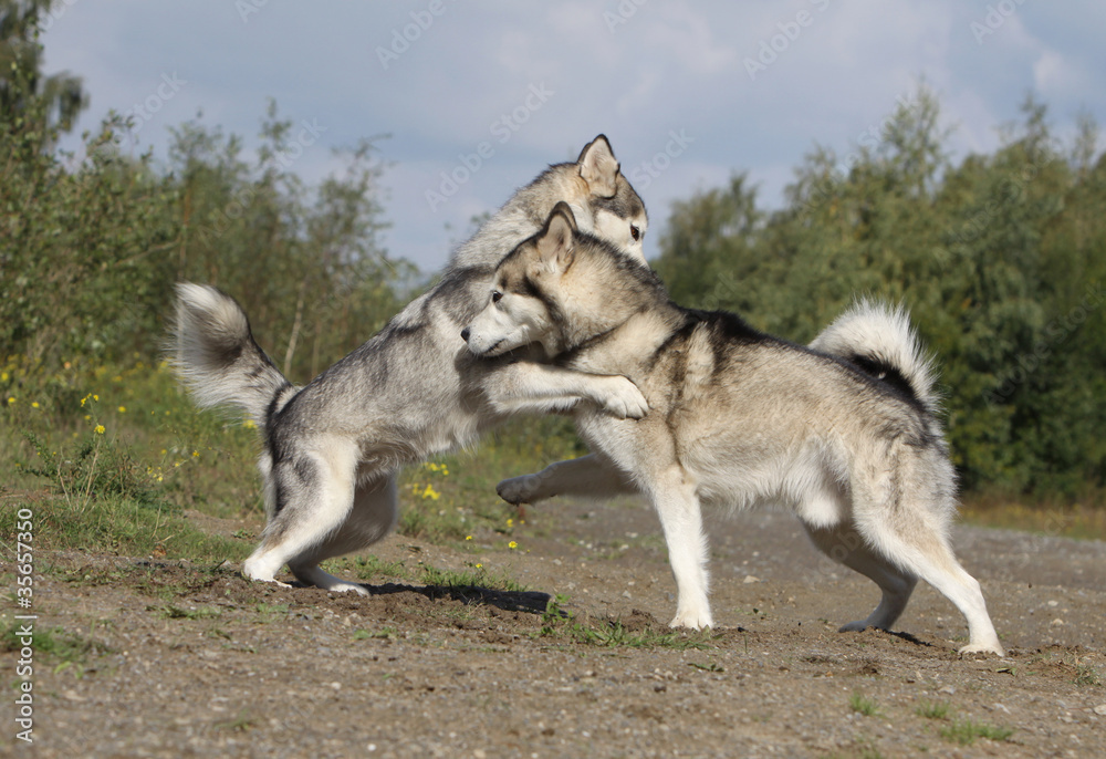 Fototapeta premium combat de deux alaskan malamute - hiérarchie