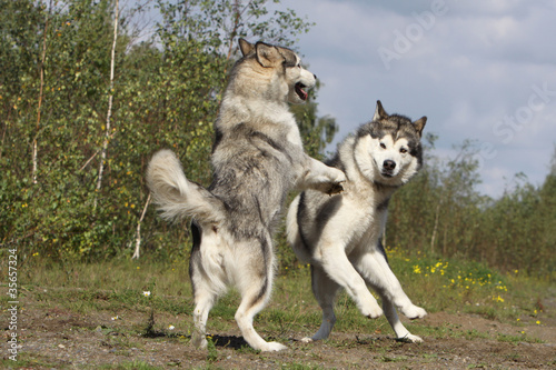 communication chien - alaskan malamute