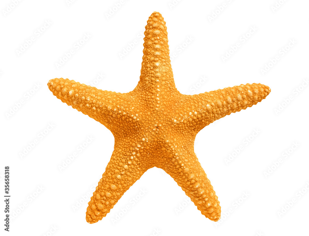 Obraz premium big yellow sea-star isolated on white background