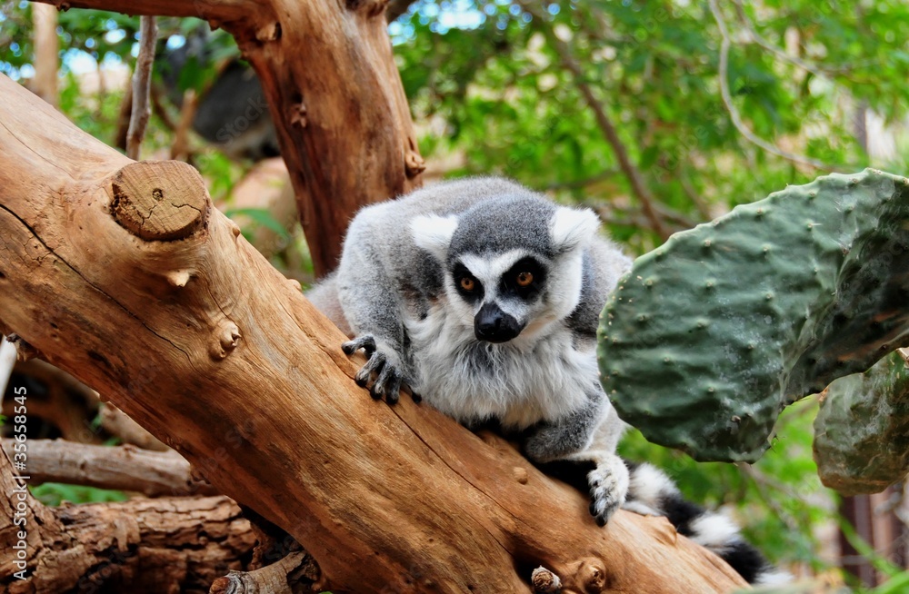 Obraz premium Lemur monkey