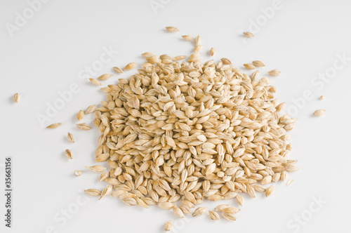 Wheat grains over white