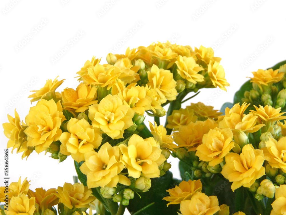 Fototapeta premium Indoor flower isolated on a white background