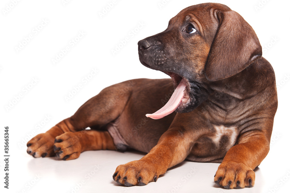 Obraz premium Ridgeback isolated on white