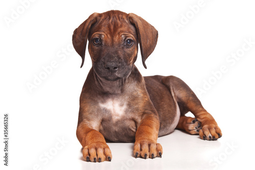 Ridgeback isolated on white