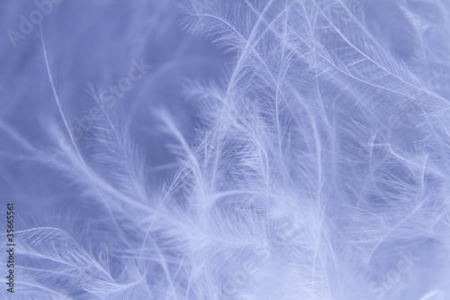 White feathers background