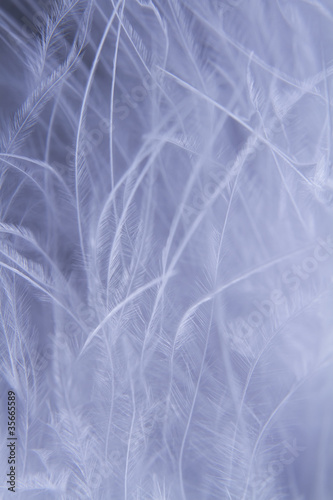 White feathers background © Yaroslav Pavlov