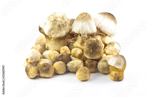Straw mushroom isolated on white background