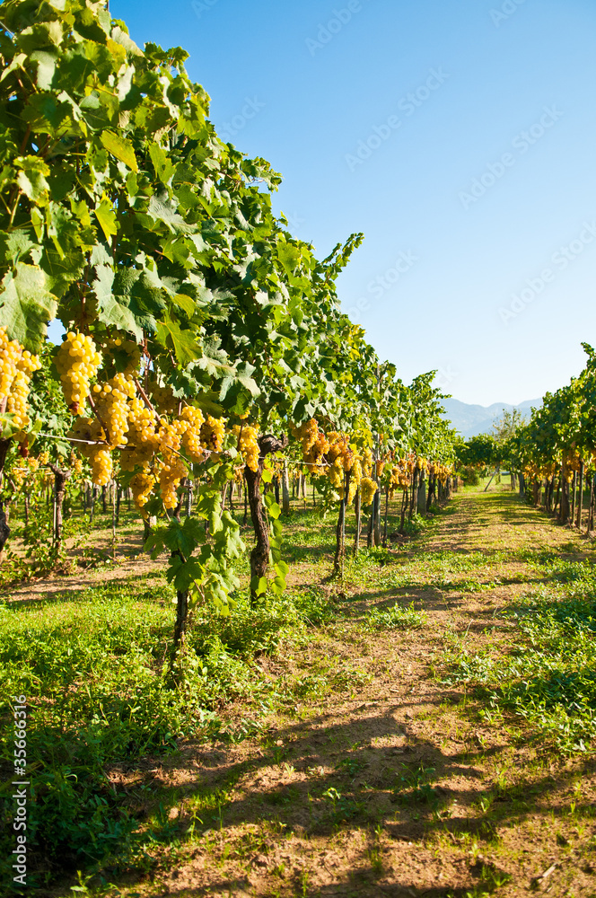Green grapes ready for harvest in a italian vineyard