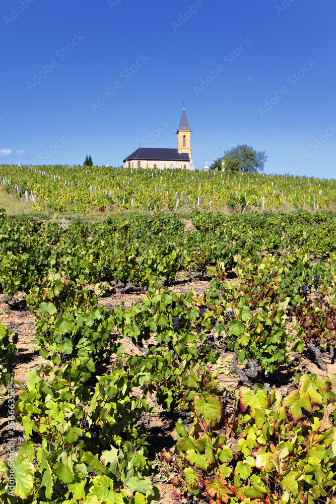 french vineyads