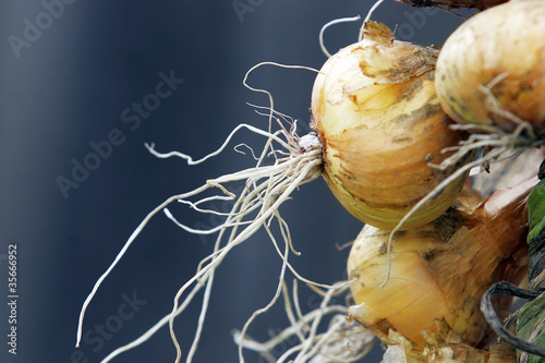 Onions macro