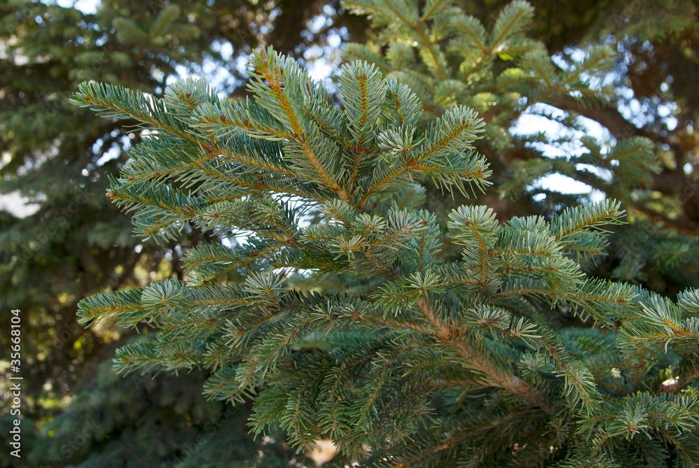 Branch of green fir tree sunlit Branch of green fir tree sunlit