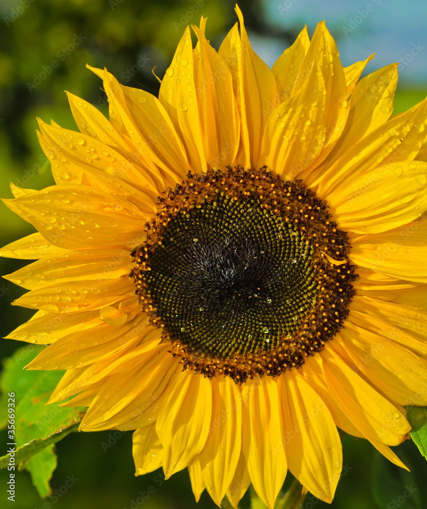 Obraz premium Sunflower Helianthus