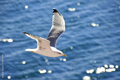 flying seagull