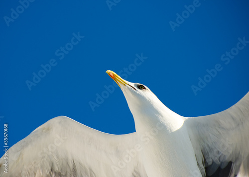 seagull in flight © feraru nicolae