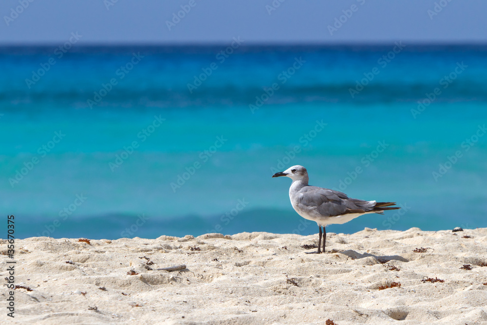 Seagull on the beach of Caribbean Sea Seagull on the beach of Caribbean Sea
