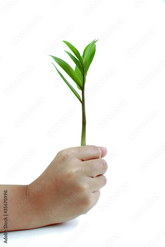 Hand and the trees on the background Hand and the trees on the background