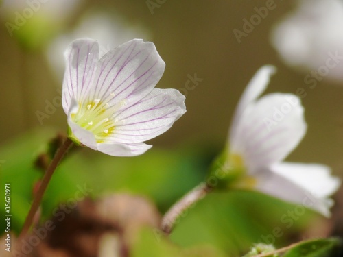 Sauerklee, Oxalis acetosella