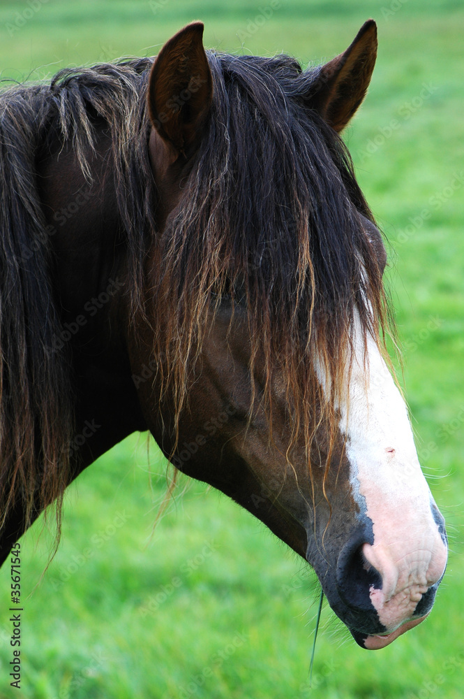 Obraz premium Dark brown horse close-up