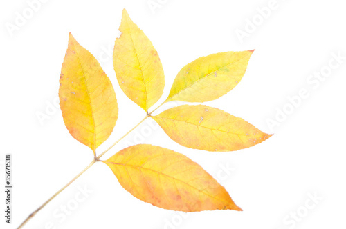 Closeup of maple autumn leaf on white background