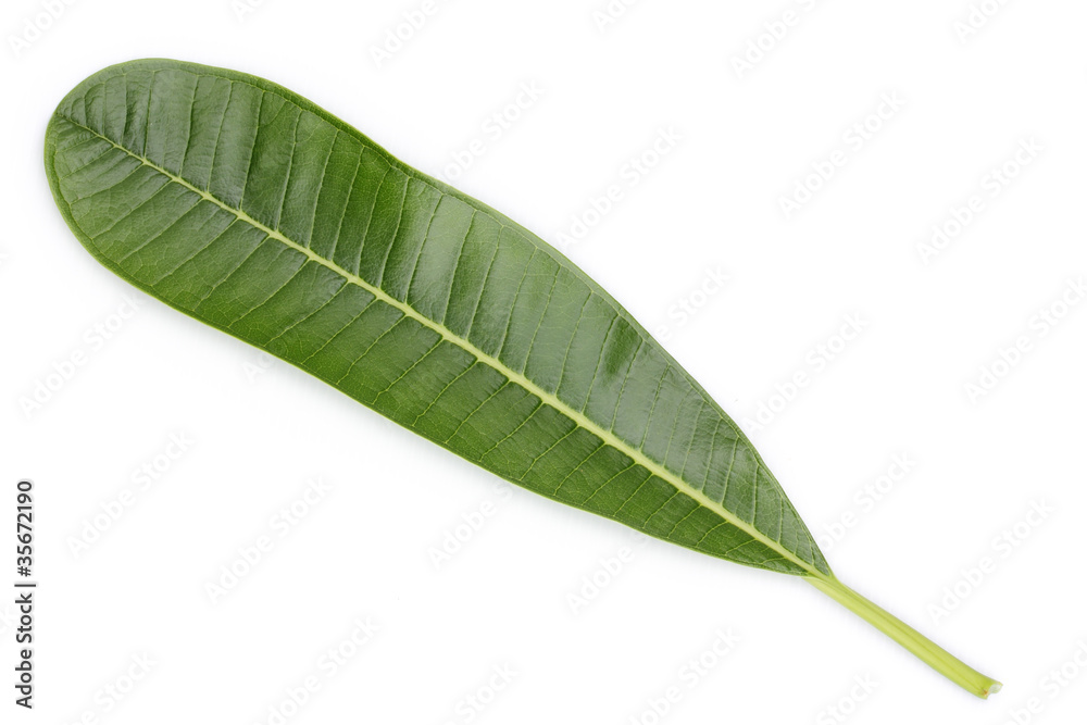 Obraz premium frangipani leaf isolated on white background