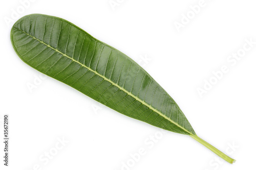 frangipani leaf isolated on white background