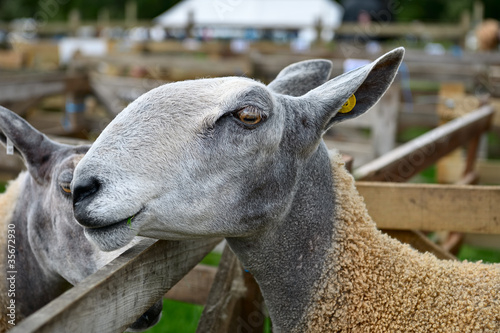 Portrait of a Bluefaced Leicester sheep at an agricultural show photo